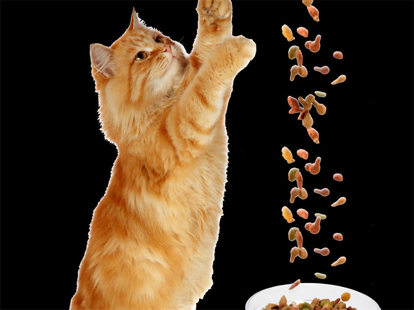 图片 阿拉斯加犬鼻子干燥怎么办？原因、护理方法及预防措施全2.jpg