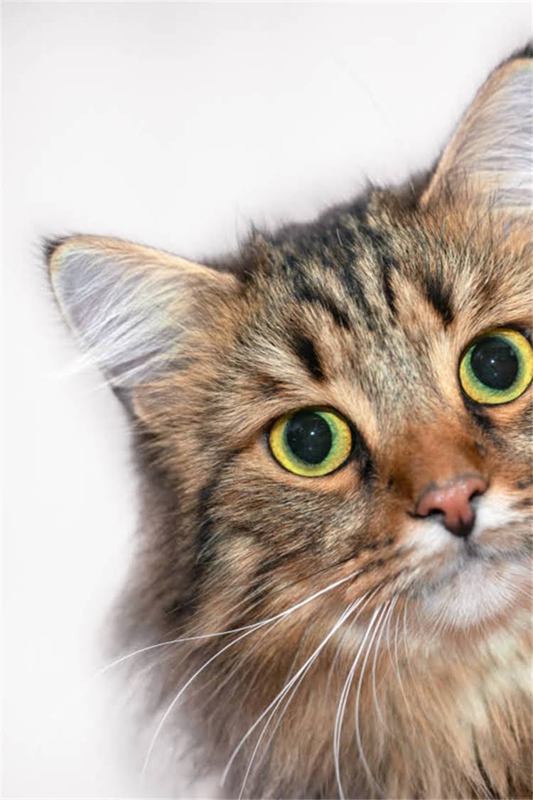 图片 阿拉斯加狮犬全攻略：阿拉斯加犬与松狮混血犬的培育要点与饲养指南.jpg