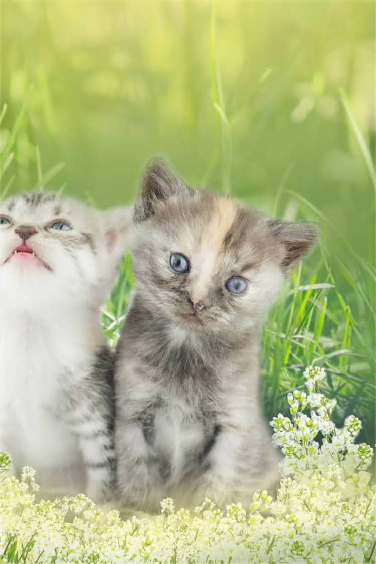 图片 阿拉斯加环境危机：持续喘息的极地净土面临生态崩坏？1.jpg