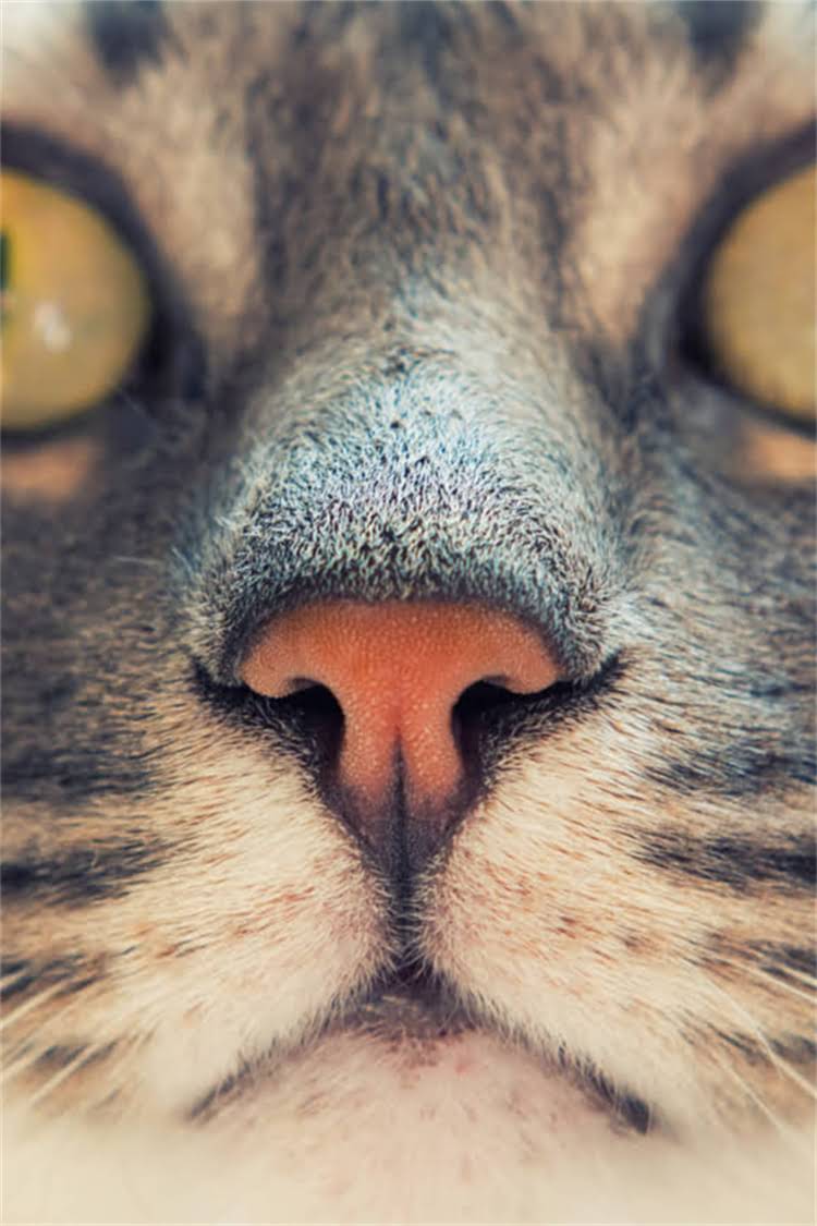 图片 阿拉斯加疫苗最新接种指南（权威版）：儿童成人老年人全流程.jpg