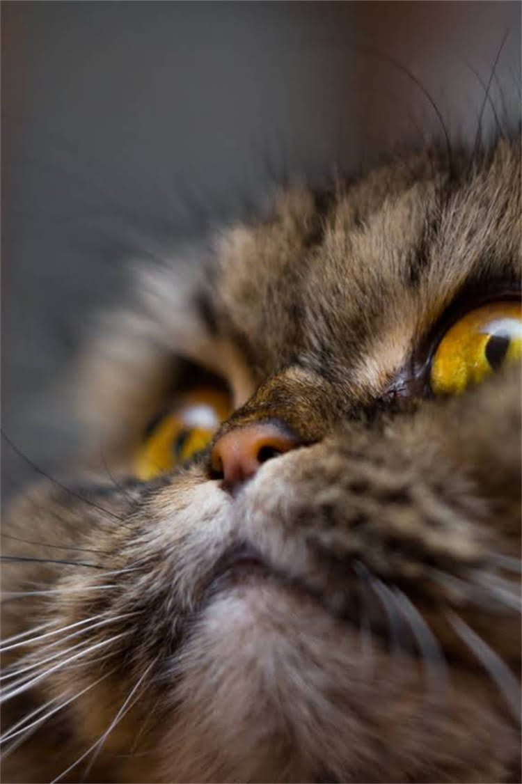 图片 阿拉斯加细小病毒治疗全：科学应对方法与成功率深度解读.jpg