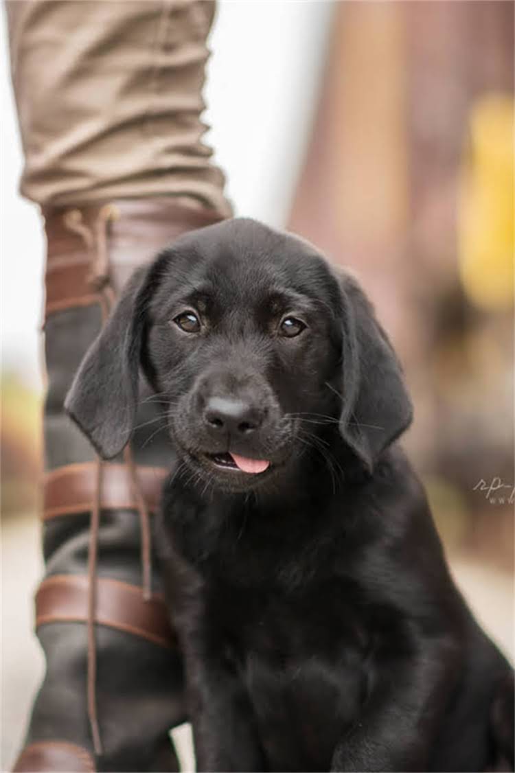 图片 阿拉斯加细小病毒治疗全：科学应对方法与成功率深度解读2.jpg