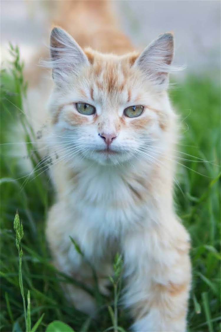 图片 阿拉斯加羊肉风味之谜：探秘极地牧场的美食传奇2.jpg