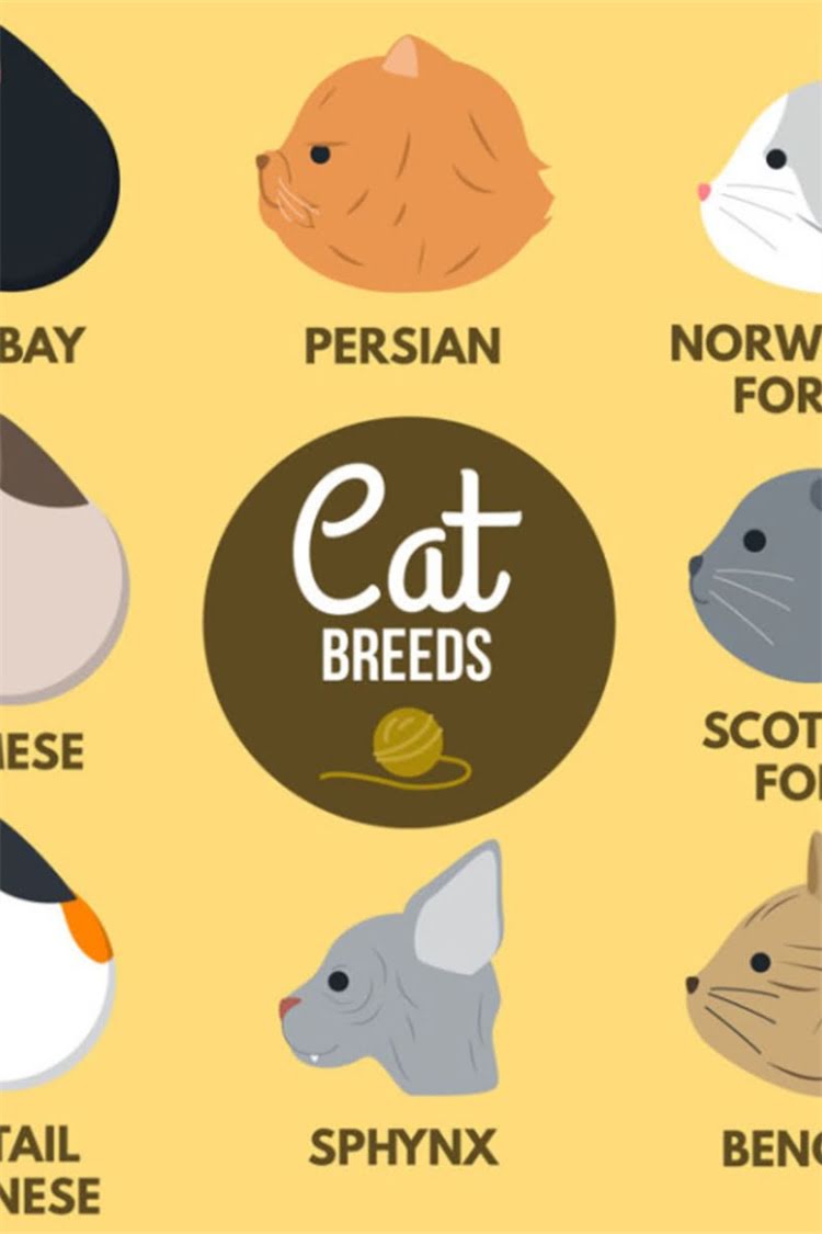 图片 阿拉斯加肠胃湿疹全：症状、原因及5大疗法.jpg