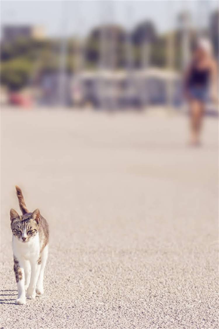 图片 阿拉斯加肠胃湿疹全：症状、原因及5大疗法2.jpg