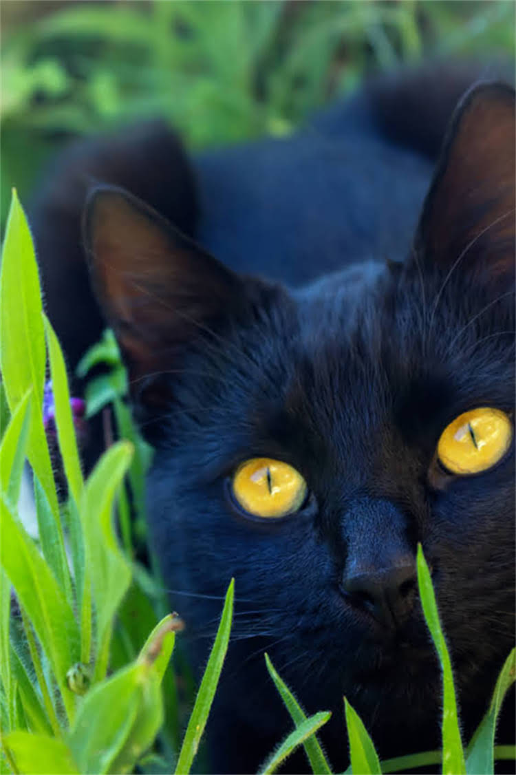 图片 阿拉斯加遛弯最佳时间指南：6-9月气候+全年活动全攻略.jpg