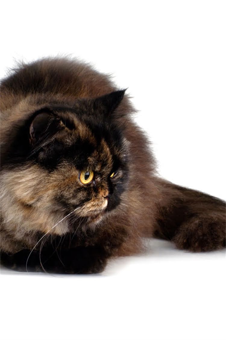 图片 阿拉斯加量体温的正确方法：5步操作指南及注意事项（附常见问题解答）.jpg