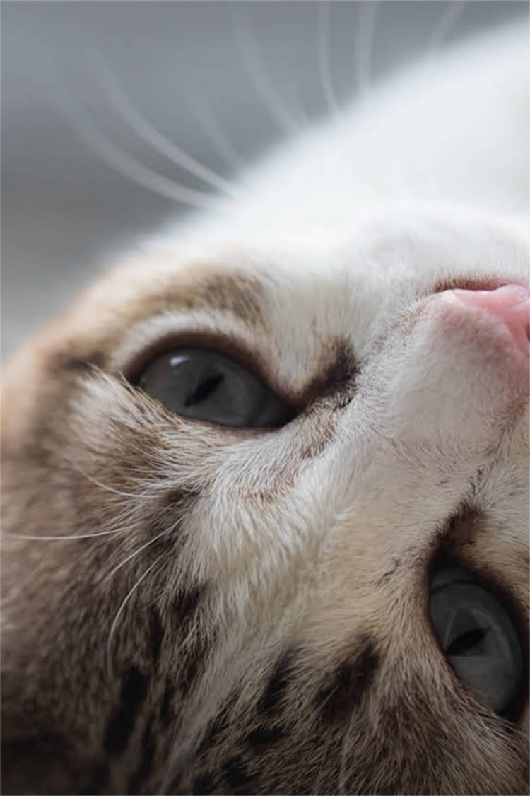 图片 阿拉斯加量体温的正确方法：5步操作指南及注意事项（附常见问题解答）1.jpg