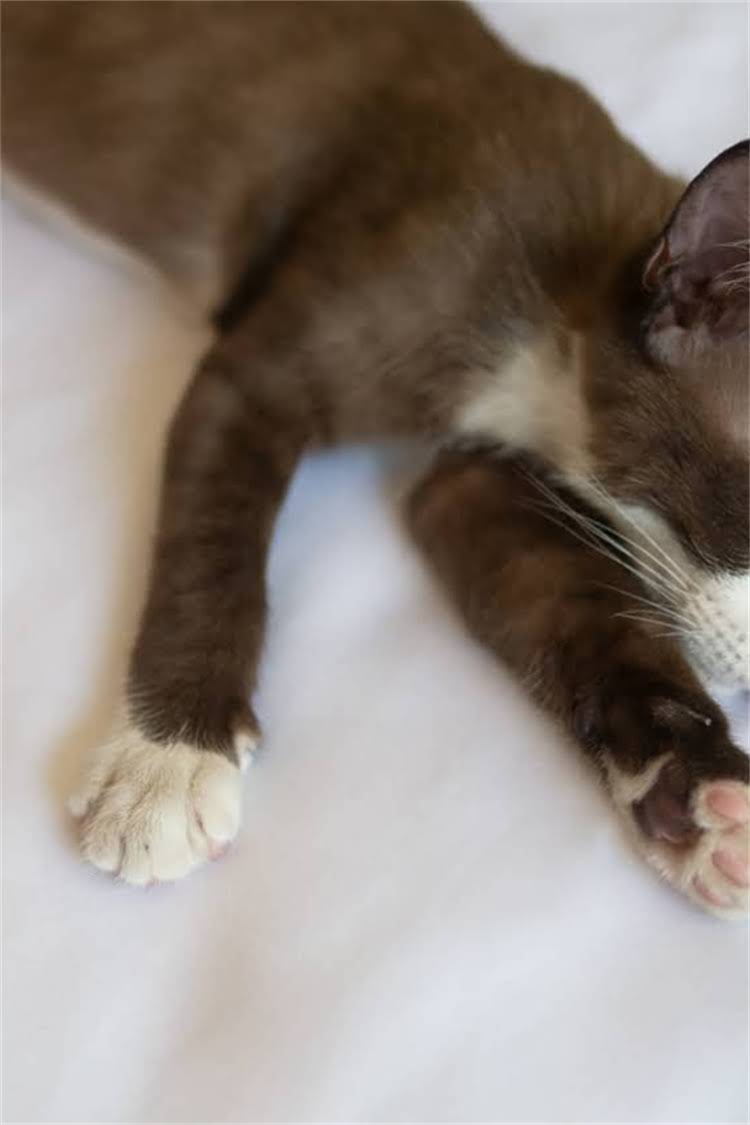 图片 阿拉斯加量体温的正确方法：5步操作指南及注意事项（附常见问题解答）2.jpg