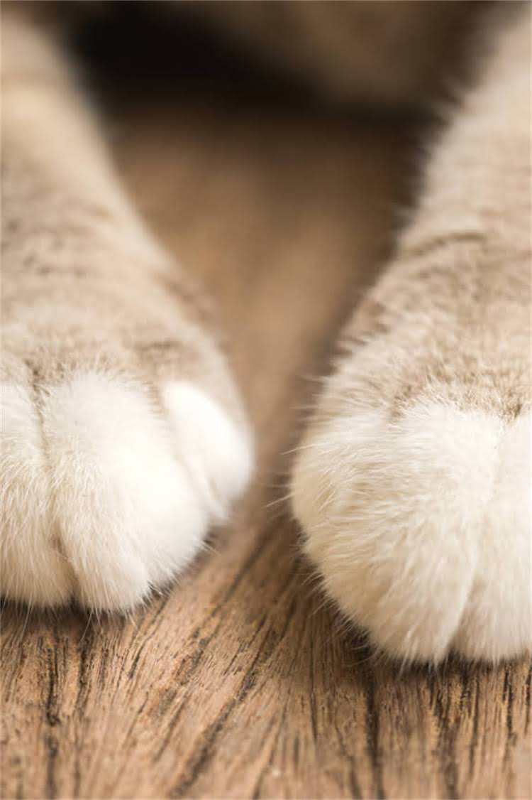 图片 阿拉斯加雪山狗粮专业配方：高原营养科学配比宠物健康守护首选2.jpg