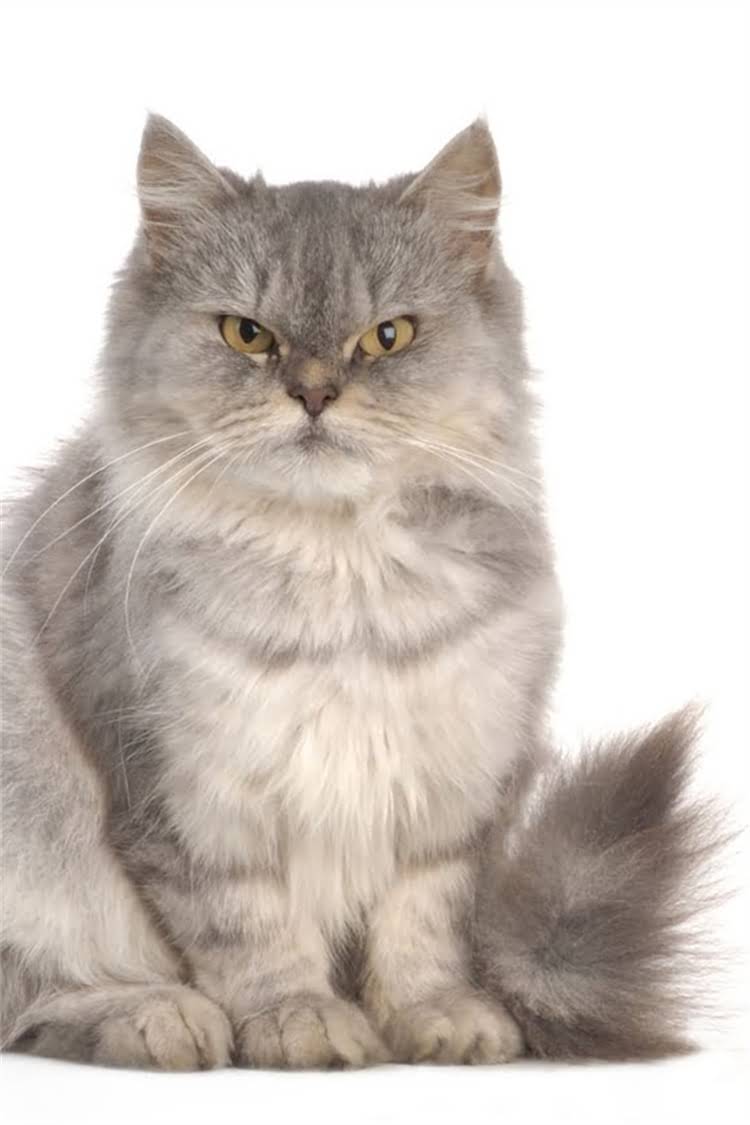 图片 阿拉斯加雪橇犬10大特性全+科学饲养指南（附品种对比）.jpg