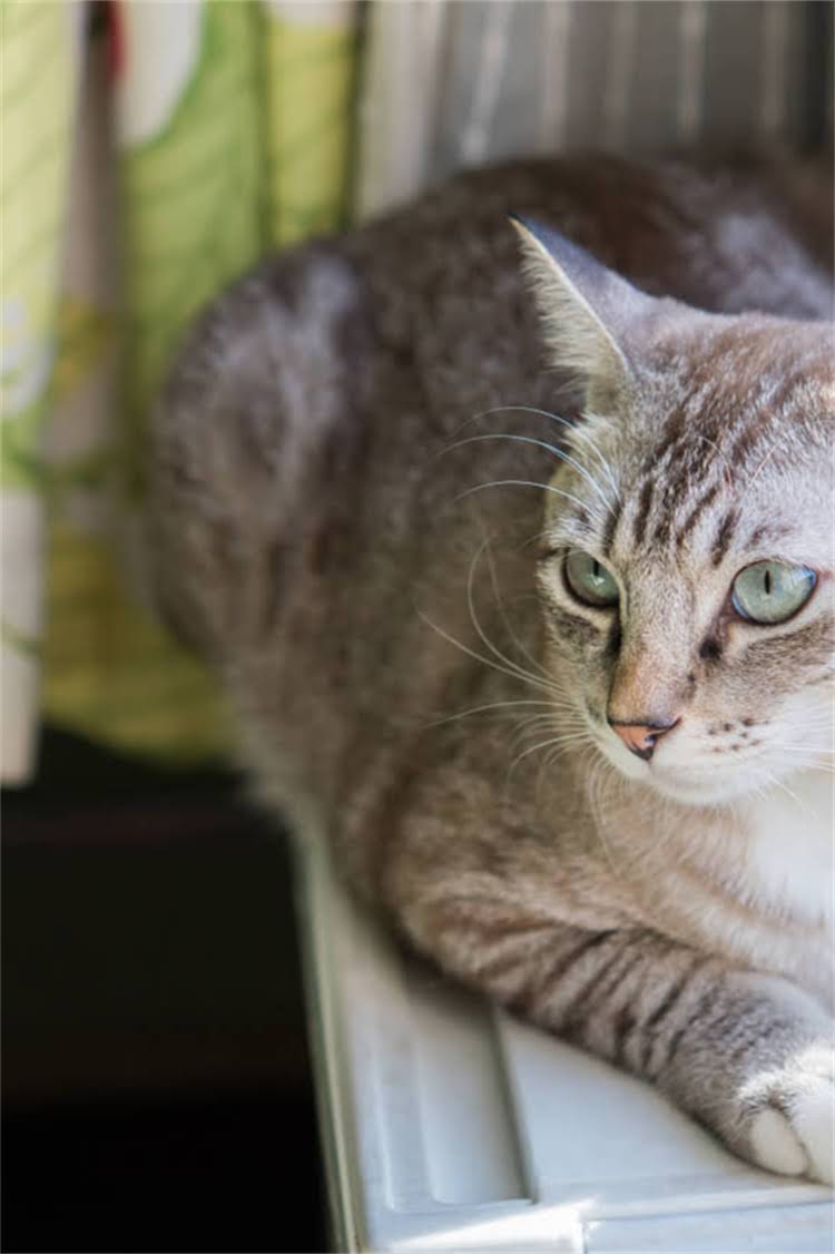 图片 阿拉斯加雪橇犬10大特性全+科学饲养指南（附品种对比）1.jpg