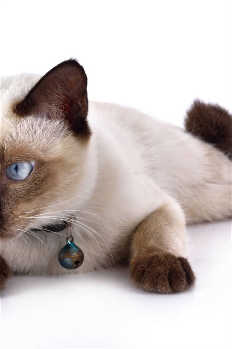 图片 阿拉斯加雪橇犬10大特性全+科学饲养指南（附品种对比）2.jpg