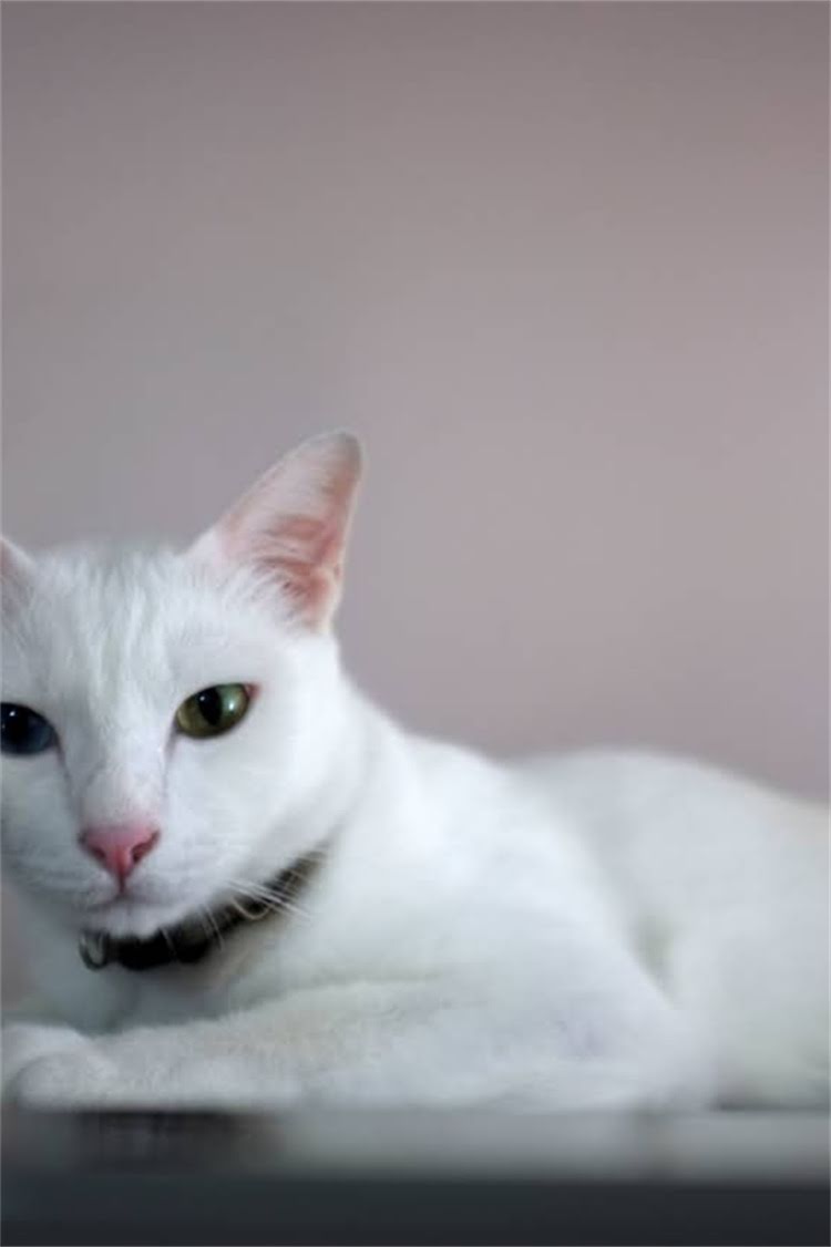 图片 阿拉斯加雪橇犬vs哈士奇：品种特征、饲养要点全2.jpg