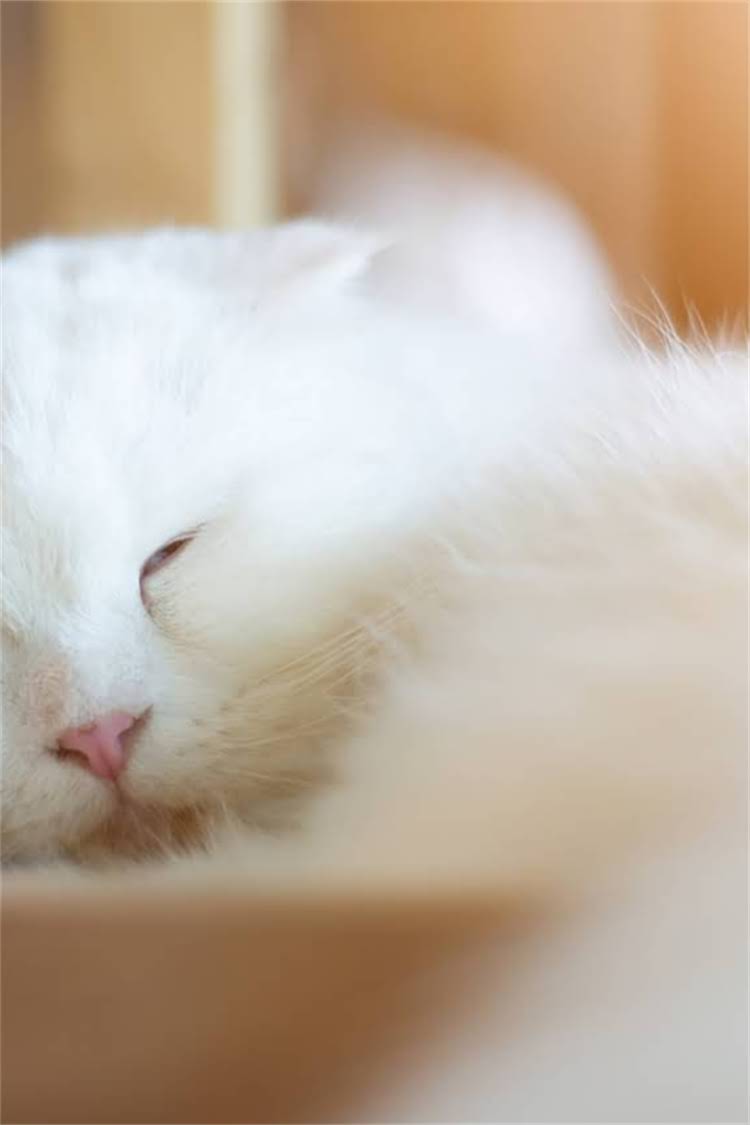 图片 阿拉斯加雪橇犬专业训练学校：科学方法+家庭友好，培养服从性高的伴侣犬2.jpg