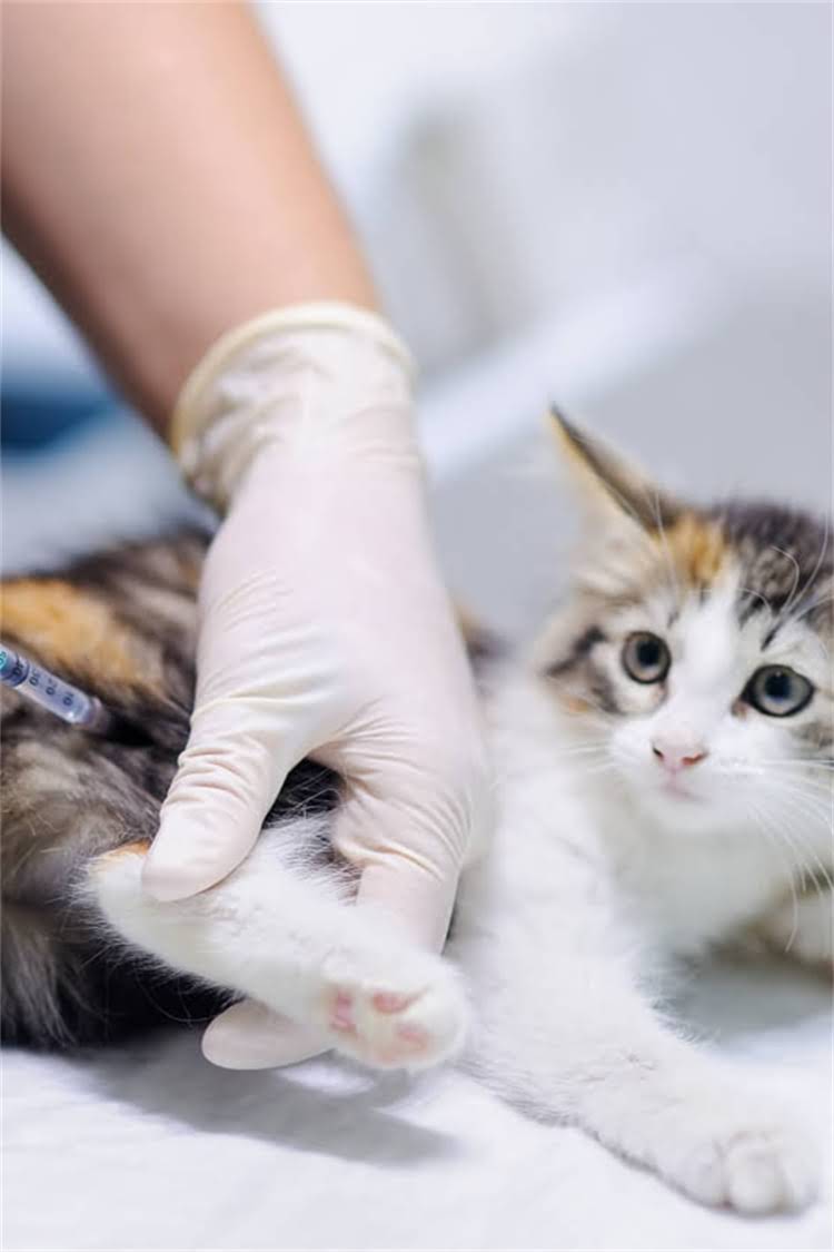 图片 阿拉斯加雪橇犬价格低于100美元？这份选购指南和饲养要点请收好！.jpg