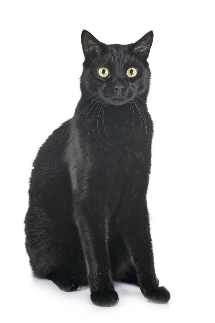 图片 阿拉斯加雪橇犬价格低于100美元？这份选购指南和饲养要点请收好！1.jpg