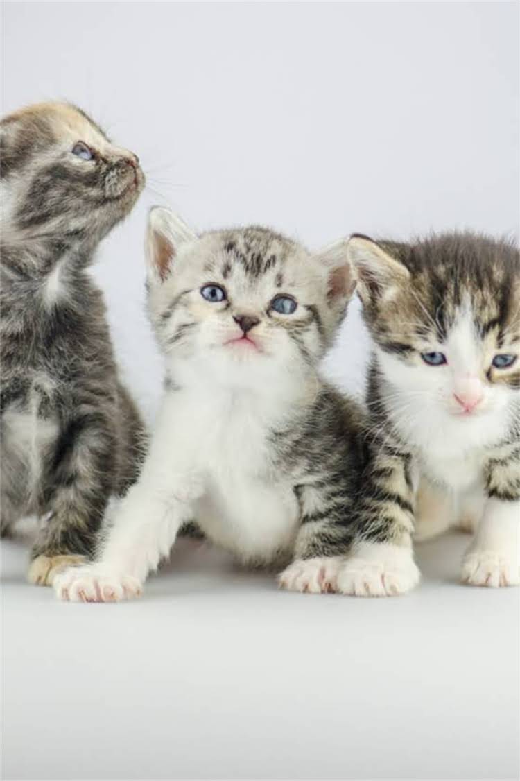 图片 阿拉斯加雪橇犬优缺点全：饲养指南与注意事项（附品种对比）.jpg