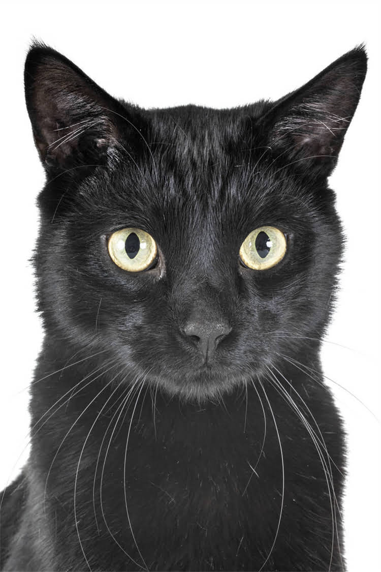 图片 阿拉斯加雪橇犬优缺点全：饲养指南与注意事项（附品种对比）1.jpg