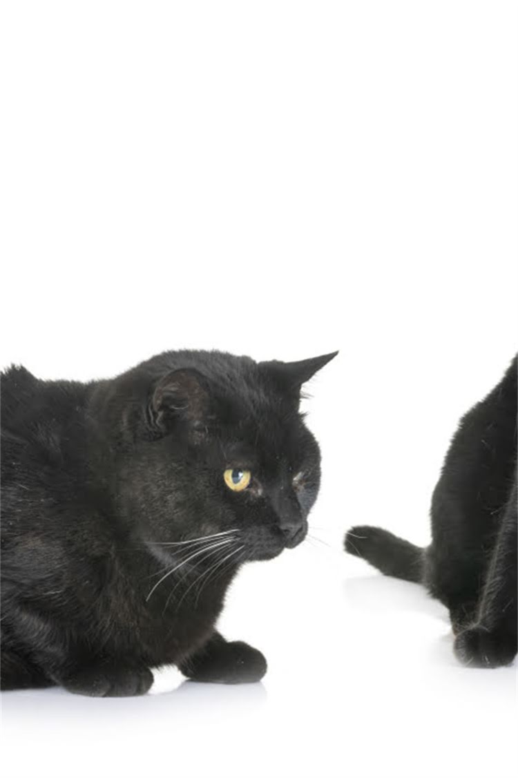 图片 阿拉斯加雪橇犬优缺点全：饲养指南与注意事项（附品种对比）2.jpg