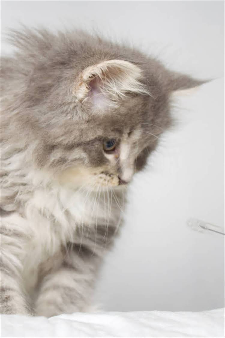 图片 阿拉斯加雪橇犬体型：适合家庭饲养的养护指南与性格特点2.jpg