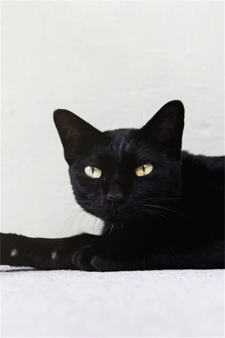 图片 阿拉斯加雪橇犬全：像狗熊的萌宠为何成网红？品种特征、饲养指南及养护误区1.jpg