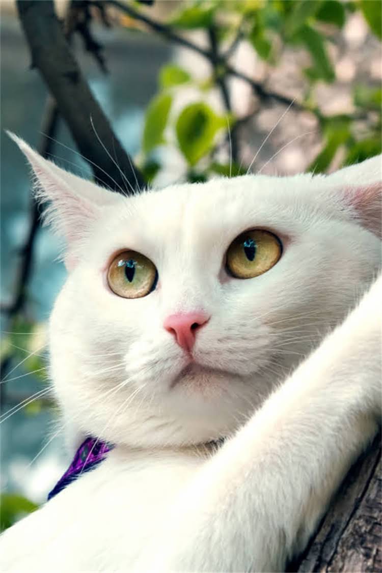 图片 阿拉斯加雪橇犬公母对比全：性格差异、养护要点与健康风险1.jpg