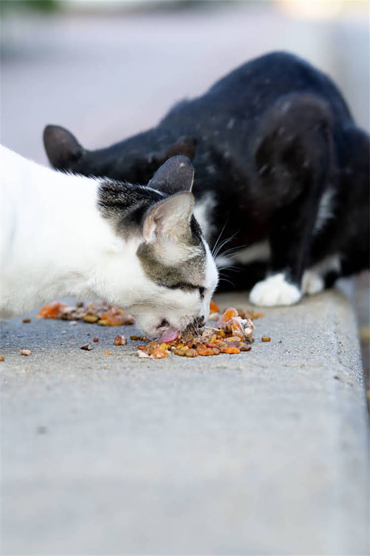 图片 阿拉斯加雪橇犬剃毛多少钱一次？本地上门服务价格全2.jpg