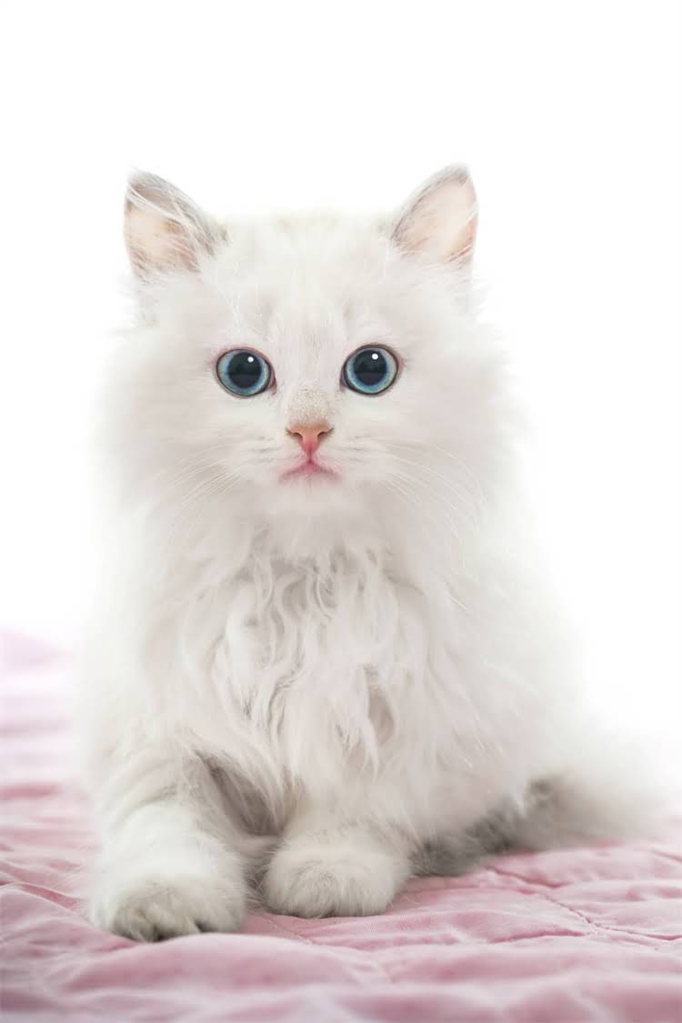 图片 阿拉斯加雪橇犬卷毛品种全：性格、护理与选购指南1.jpg