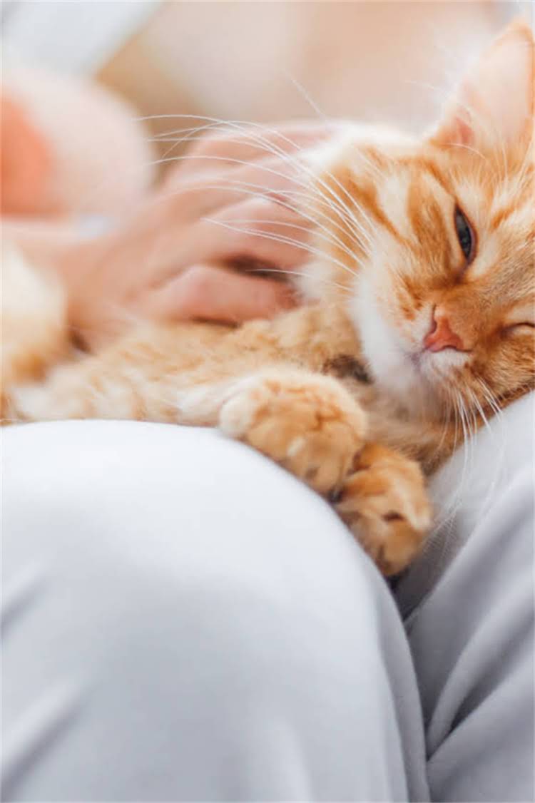 图片 阿拉斯加雪橇犬卷毛品种全：性格、护理与选购指南2.jpg