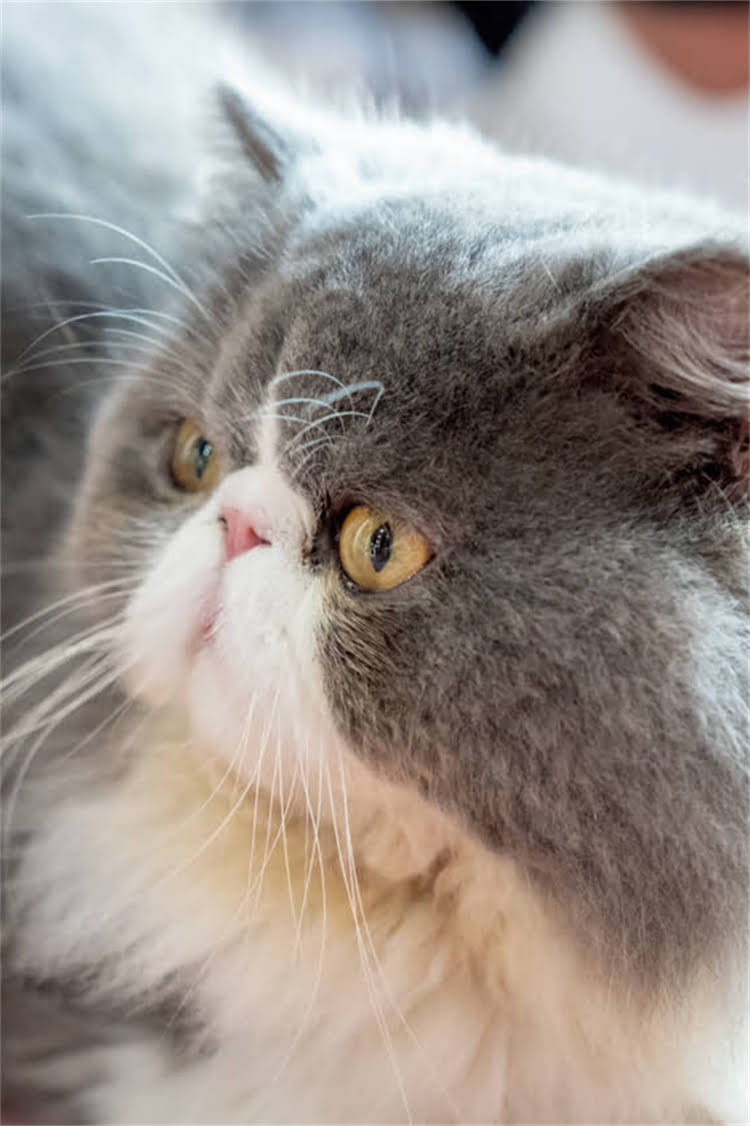 图片 阿拉斯加雪橇犬哈士奇全攻略：养护、训练与性格，新手必看！.jpg