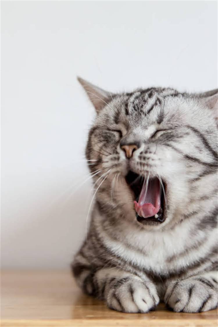 图片 阿拉斯加雪橇犬哈士奇全攻略：养护、训练与性格，新手必看！2.jpg