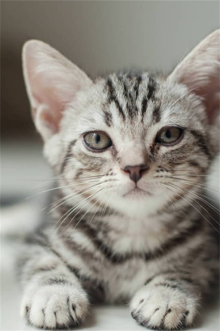 图片 阿拉斯加雪橇犬寿命有多长？5岁后如何科学判断是否进入老年期？附养护指南2.jpg