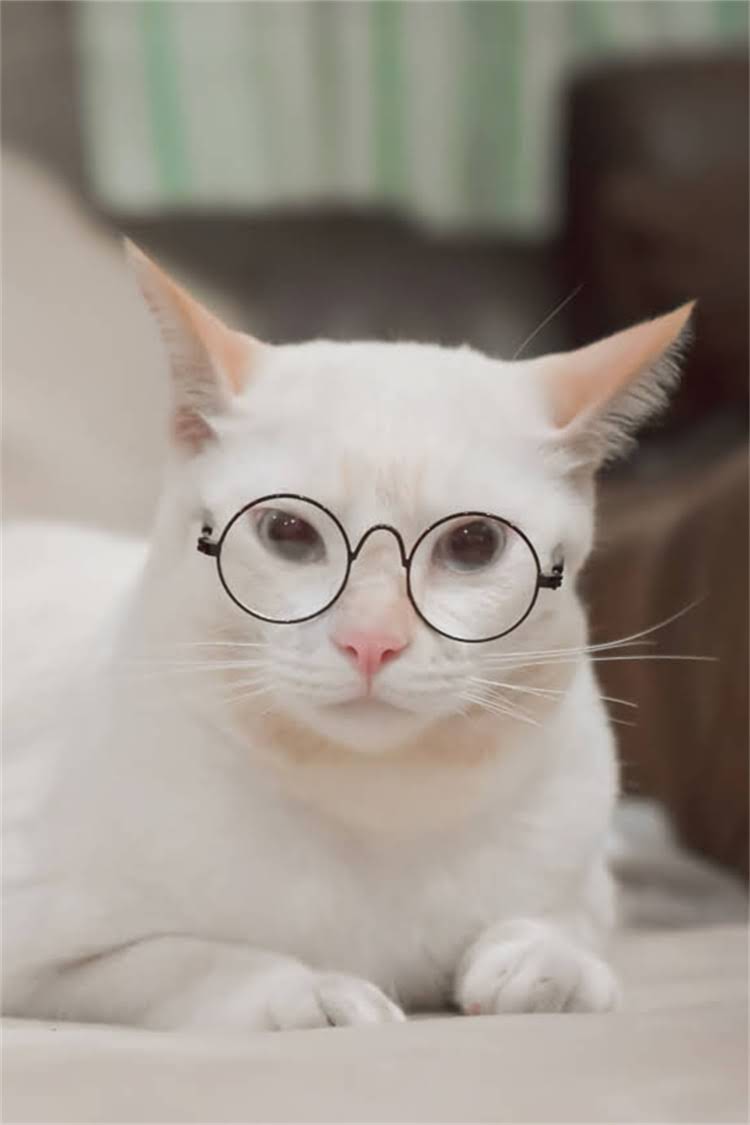 图片 阿拉斯加雪橇犬幼犬磨牙期：时间表、护理要点及健康隐患全.jpg