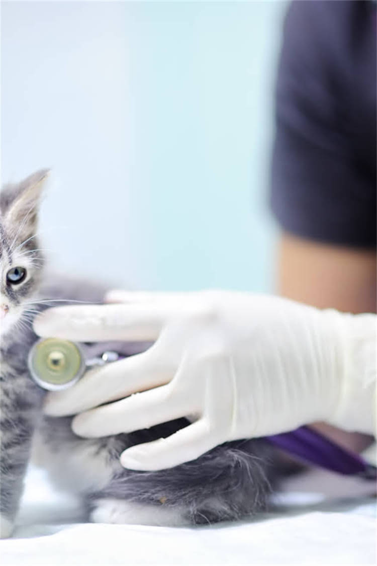 图片 阿拉斯加雪橇犬幼犬科学跑步训练全指南：3个月养成运动健将1.jpg
