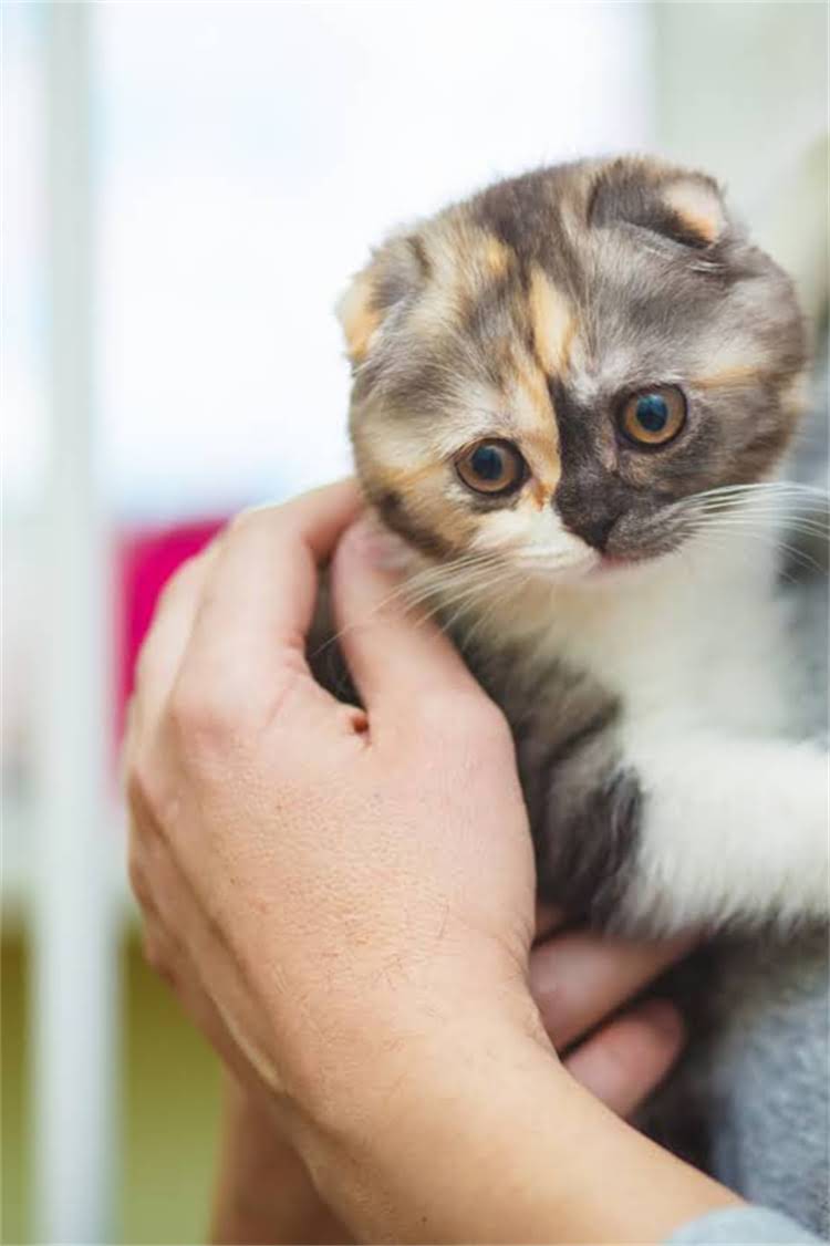 图片 阿拉斯加雪橇犬幼犬选购全攻略：品种特性、健康检查与饲养避坑指南.jpg