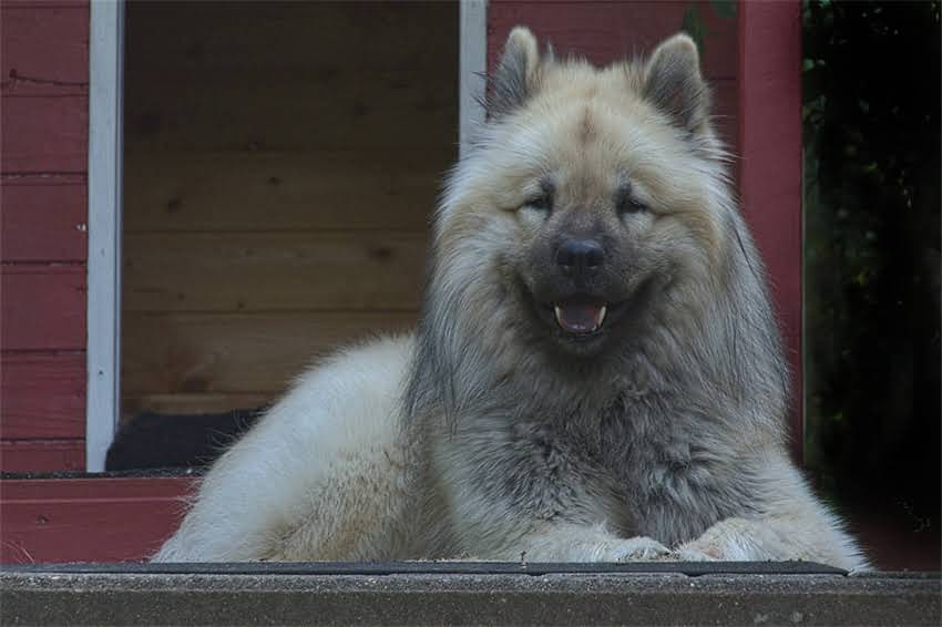 图片 阿拉斯加雪橇犬幼犬选购全攻略：品种特性、健康检查与饲养避坑指南1.jpg