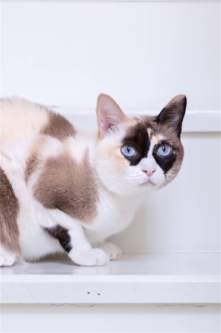 图片 阿拉斯加雪橇犬幼犬选购全攻略：品种特性、健康检查与饲养避坑指南2.jpg