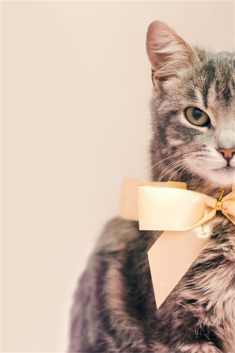 图片 阿拉斯加雪橇犬幼犬选购指南：品种特性、饲养要点与常见误区全.jpg