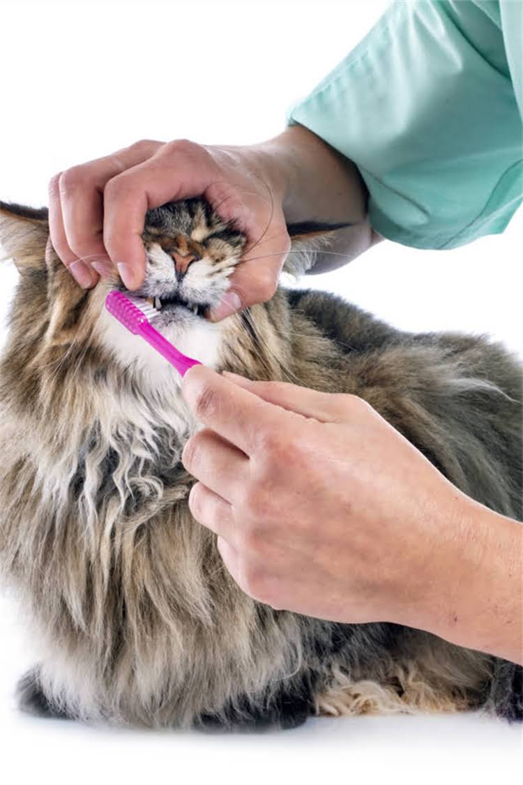 图片 阿拉斯加雪橇犬幼犬选购指南：品种特性、饲养要点与常见误区全1.jpg