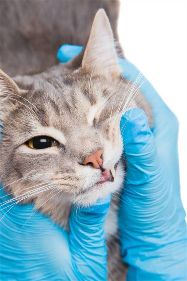 图片 阿拉斯加雪橇犬性格全：忠诚友善还是固执倔强？附饲养避坑指南1.jpg