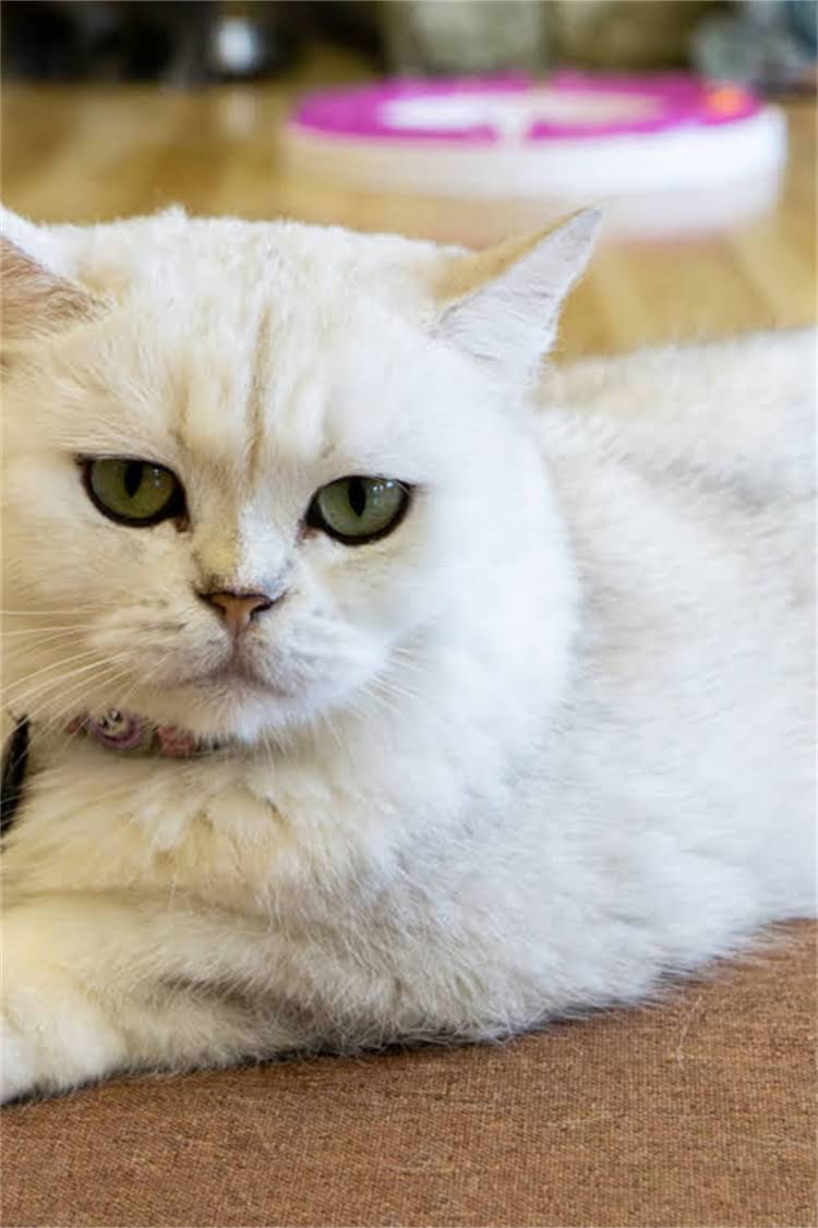 图片 阿拉斯加雪橇犬换毛期全：时间表、护理技巧与常见问题1.jpg