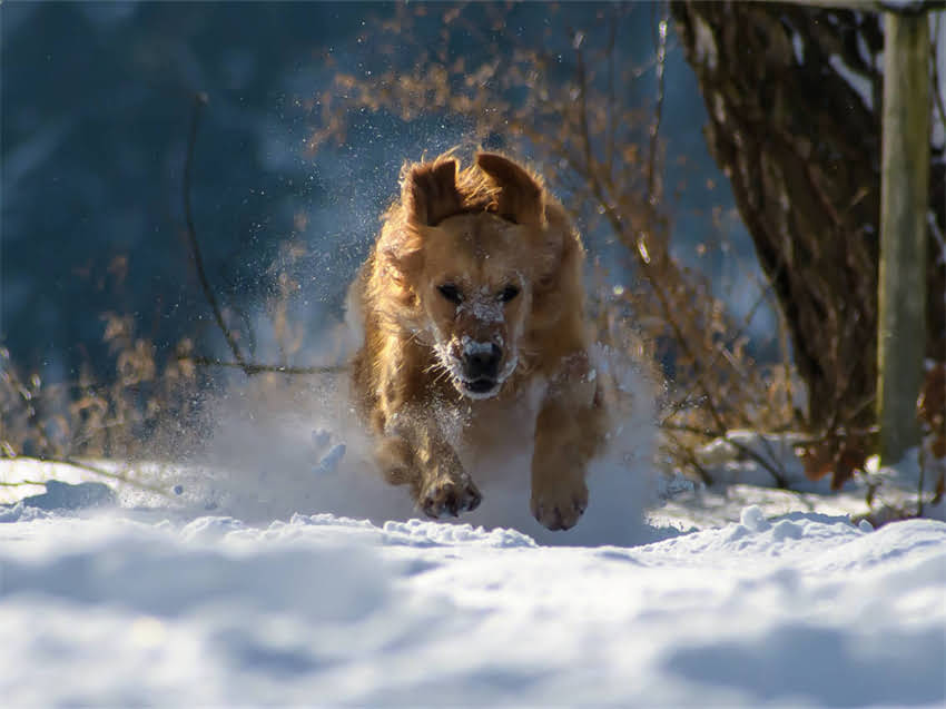 图片 阿拉斯加雪橇犬死毛打结的彻底解决方案：从成因到护理的完整指南1.jpg