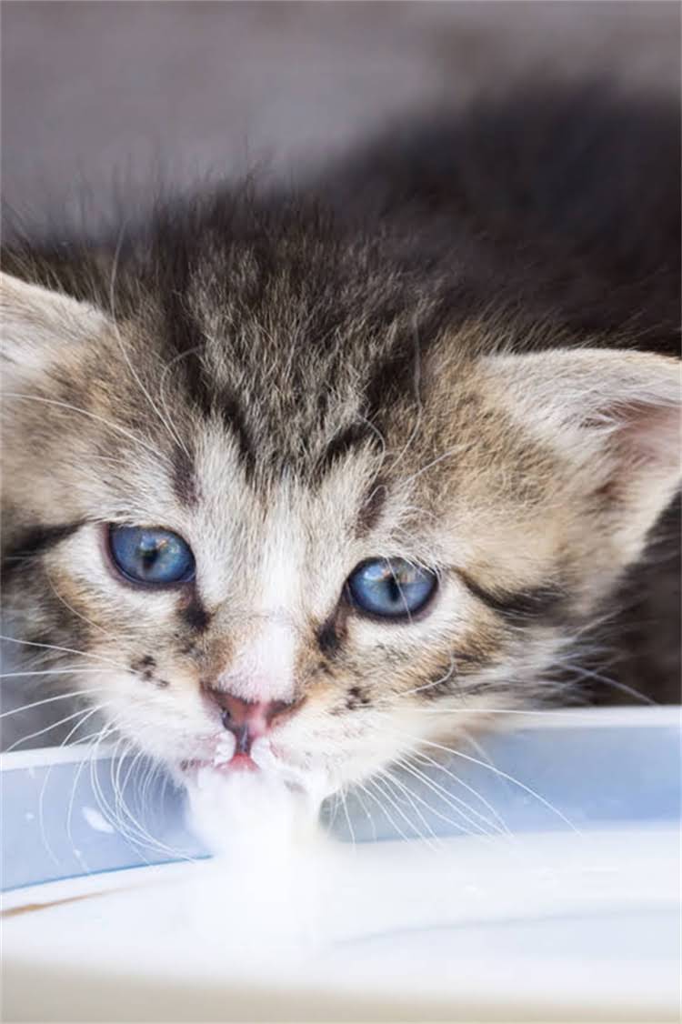 图片 阿拉斯加雪橇犬毛发打结怎么办？专业护理指南与居家打理技巧全.jpg