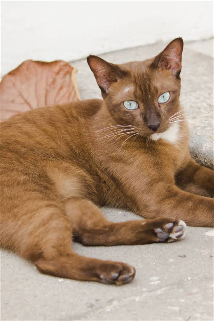 图片 阿拉斯加雪橇犬毛色发白怎么办？专业遗传、环境与养护要点.jpg