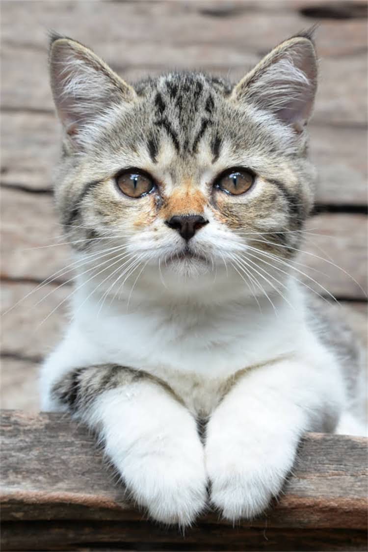 图片 阿拉斯加雪橇犬毛色发白怎么办？专业遗传、环境与养护要点2.jpg