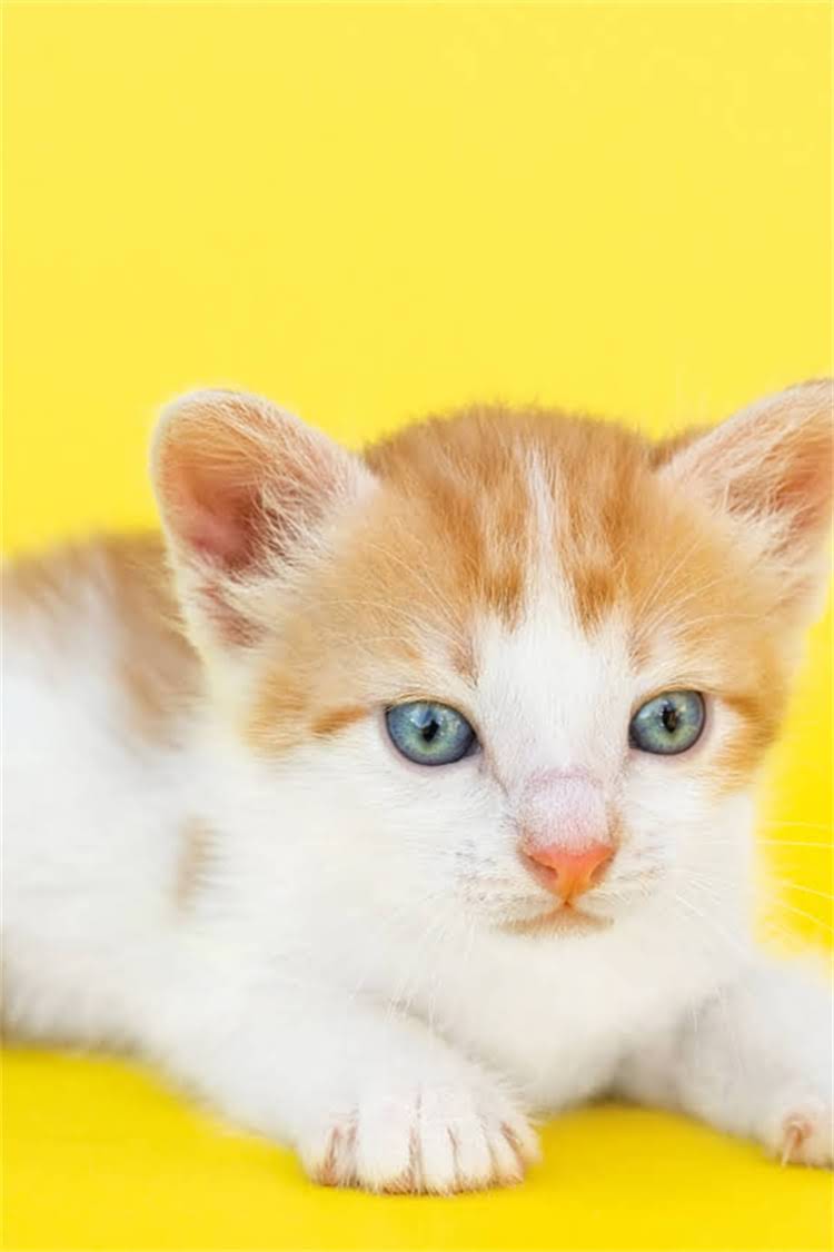 图片 阿拉斯加雪橇犬眼白充血的识别与应对指南：症状、原因及专业治疗建议.jpg