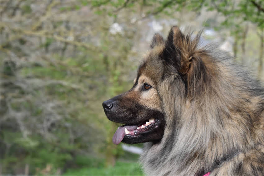 图片 阿拉斯加雪橇犬眼白充血的识别与应对指南：症状、原因及专业治疗建议1.jpg