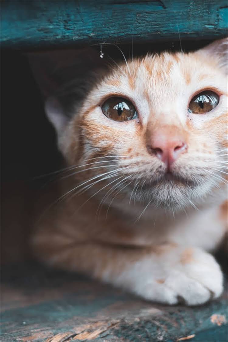 图片 阿拉斯加雪橇犬科学喂养指南：全年龄段营养食谱+季节性饮食调整（附120道配方可查）1.jpg