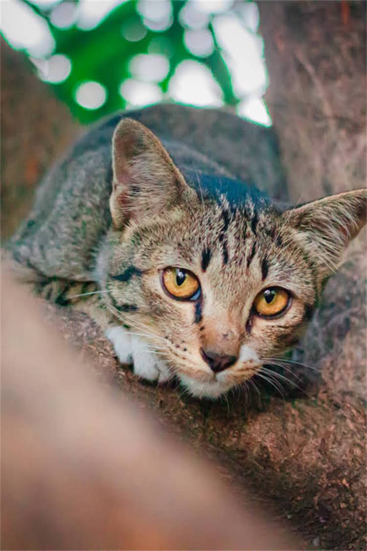 图片 阿拉斯加雪橇犬科学喂养指南：每日食量计算与饮食管理全.jpg